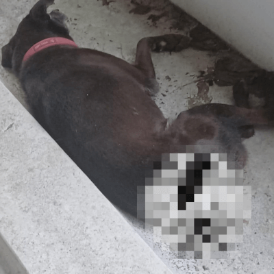 Alappuzha Police Register FIR Against Depraved Abuser(s ) Who Severely Mutilated Dog; PETA India Offers Reward of Up to Rs 50,000 for Information Leading to Arrest