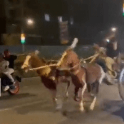 PETA इंडिया की शिकायत के बाद मुंबई पुलिस ने अवैध घोड़ा-गाड़ी दौड़ पर कार्रवाई की