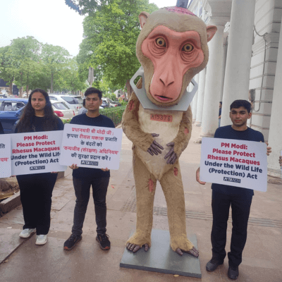 एक विशालकायए ‘बंदर’ ने प्रयोगशाला में पीड़ित प्रताड़ित होने वाले बंदरों का प्रतिनिधित्व करते हुए प्रधानमंत्री श्री मोदी जी से रीसस मकाक प्रजाति के बंदरों की सुरक्षा बहाल करने का अनुरोध किया