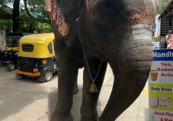 PETA India Offers Mechanical Elephant for Telangana Muharram and Bonalu Events; Centre Temporarily Blocks Transfer of Unfit Live Elephant From Karnataka