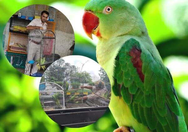 Jharkhand Forest Department Rescues 30 Parakeets After PETA India Complaint