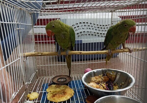 Parakeets Seized at New Delhi Railway Station After Compassionate Whistleblower Sounded the Alarm and PETA India Intervened