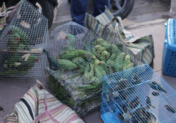 Over 1000 Parakeets and Other Birds Recovered in Delhi Raid Following PETA India Complaint and With Support From Smt Maneka Gandhi