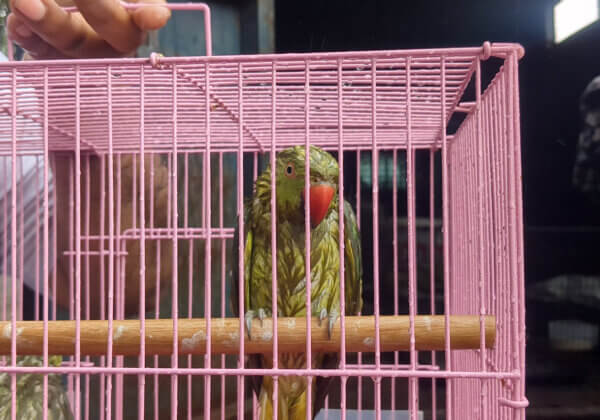Parakeets Rescued in Moti Nagar Pet Shop Raid Following PETA India Complaint
