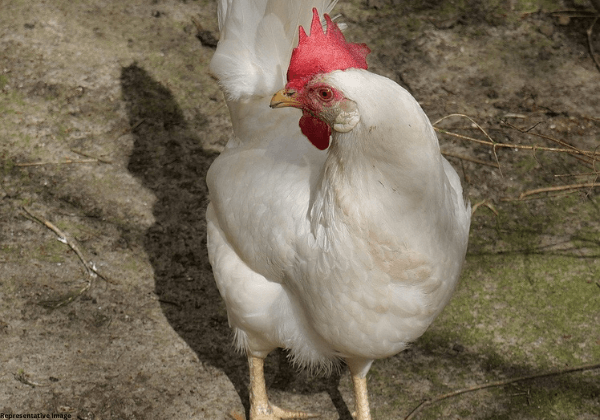 Andhra Pradesh Police Register FIR for Barbaric Killing of a Hen by Biting off the Bird’s Head During a Dance Performance