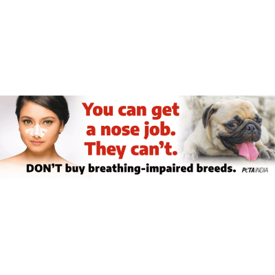 ‘इंसान अपनी नाक की सर्जरी करवा सकते हैं, पग्स नहीं’: ‘विश्व प्लास्टिक सर्जरी दिवस’ से पहले PETA इंडिया की पग्स प्रजाति के कुत्तों के लिए अपील