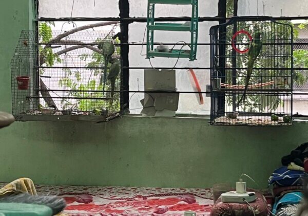 PETA इंडिया की शिकायत के आधार पर पुणे वन प्रभाग द्वारा तीन तोतों को बचाया गया