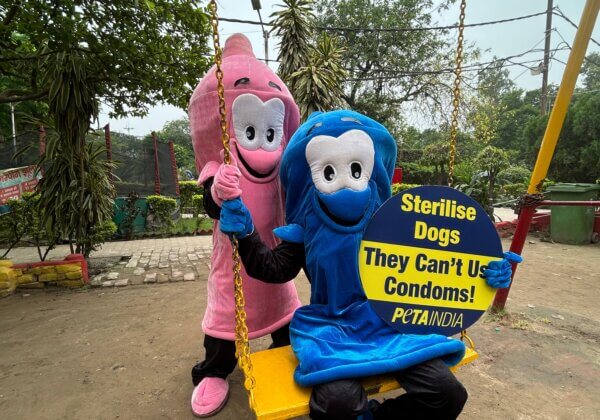 PETA इंडिया के बड़े से ‘कोंडोम’ ने ‘विश्व जनसंख्या दिवस’ से पहले पशु जन्म नियंत्रण को बढ़ावा दिया