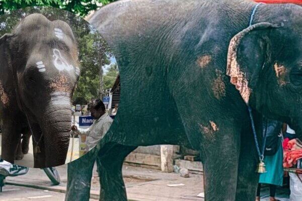 URGENT! Help Rescue Elephant Roopavathi