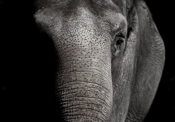 भोपाल: महावत के मारे जाने के बाद, PETA इंडिया ने हाथी के पुनर्वास की मांग की