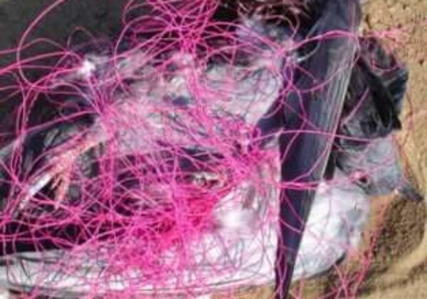 Goa Bans Deadly Kite Strings Following PETA India’s Appeal