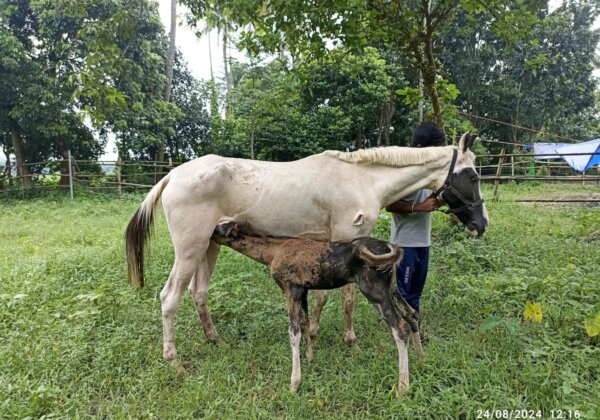 Abandonment of Foal and Mare Injured in Road Accident Results in Renewed Calls for Cruel Horse Carriages to Be Replaced With Electric Vehicles