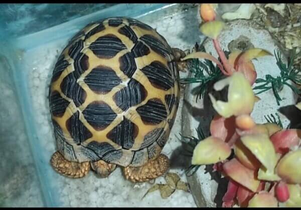 Jamshedpur Forest Division Seizes Two Indian Star Tortoises From Pet Shop, Following PETA India Complaint