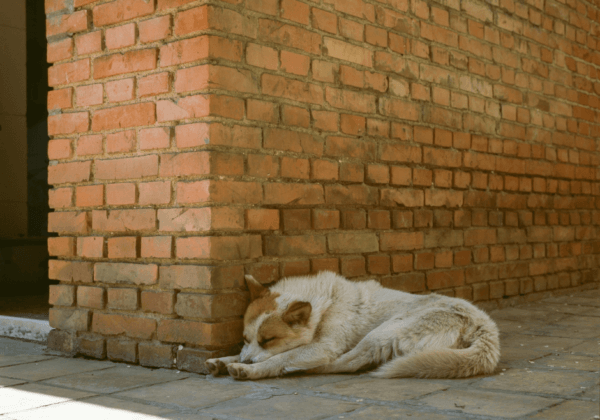 Six Dogs Rescued From Deplorable Facility by Hubballi-Dharwad City Police, Following PETA India’s Intervention