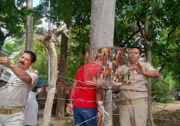 Over 700 Parakeets and Other Birds Recovered in Kanpur Raid, Following PETA India Complaint; Three Traders Arrested