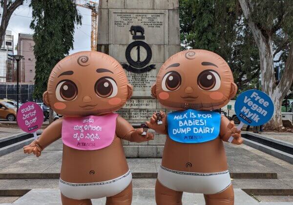 Giant ‘Babies’ Urge Passers-By to Grow Up and Go Dairy-Free as Part of PETA India’s World Breastfeeding Week Campaign