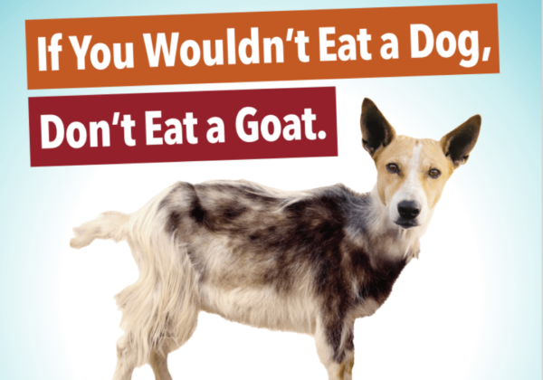 Dog Meat Scare in Bengaluru Prompts PETA India to Erect Pro-Vegan Billboard