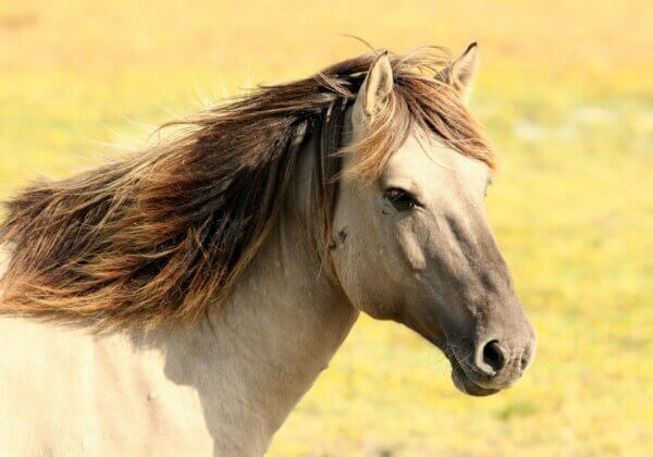 PETA Scientists Work to End the Use of Horses to Treat Spider Bites