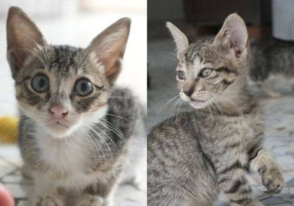 Kittens Rescued by Pooja Bhatt and a Good Samaritan Are Ready for Adoption