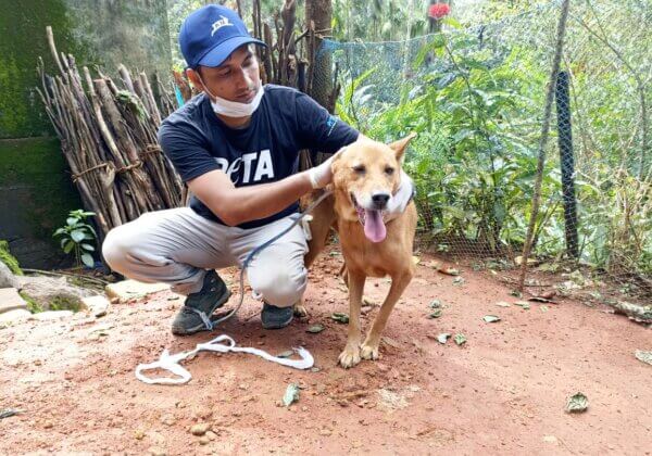 PETA इंडिया द्वारा वायनाड में आई आपदा के दौरान पशुओं की जान बचाते हुए कुछ भावुक क्षण