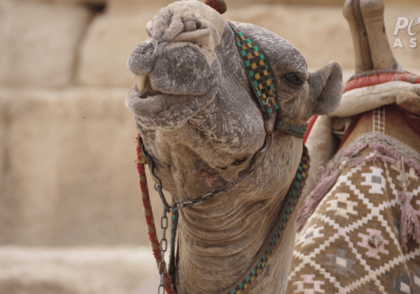 For Camels and Horses at the Pyramids, Every Day Means Pain