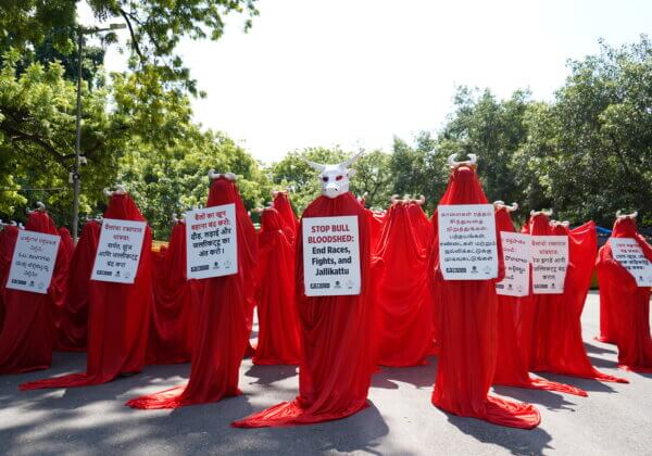 Over 50 Bull Protectors Draped in Red Veils Plead for an End to Bloodshed in Races, Fights, and Jallikattu