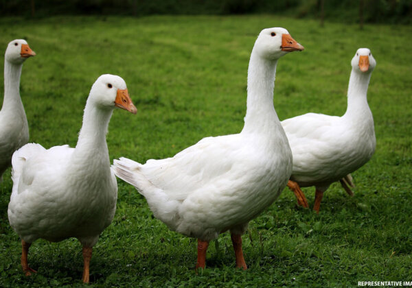 PETA India Rescues Five Geese From a Cemetery in Mumbai