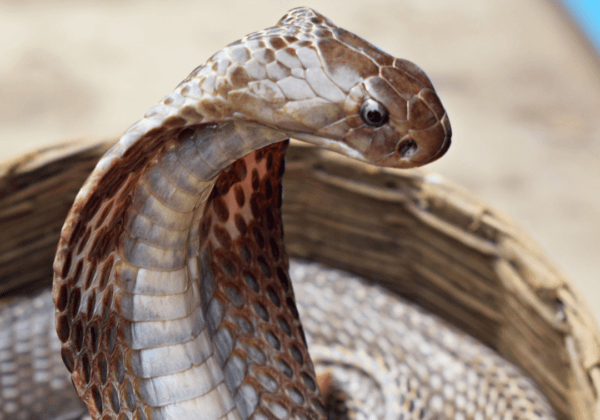 Raipur Forest Division Books Snake Charmer, Following PETA India Complaint