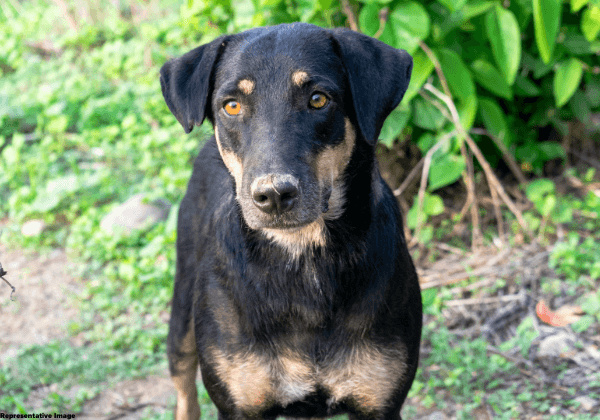 आगरा: PETA इंडिया की कार्रवाई के बाद, कुत्तों पर एसिड हमला करने के मामले में दर्ज़ FIR में कड़े कानूनी प्रावधानों को शामिल किया गया