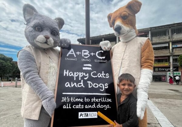 Giant ‘Cat’ and ‘Dog’ Mark Teacher’s Day With Lesson on ABCs: Animal Birth Control