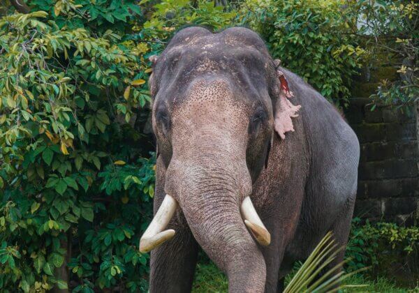 Jhargram: FIR for Killing of Elephant by Flaming Spear Updated With Stringent Charges of Illegal Use of Arms and Cruelty, After PETA India Steps In