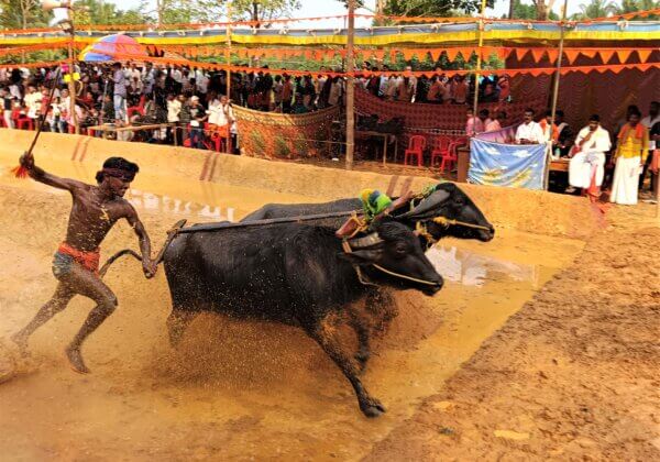 No Kambala in Bengaluru Until PETA India’s Objections Are Heard, Says High Court of Karnataka