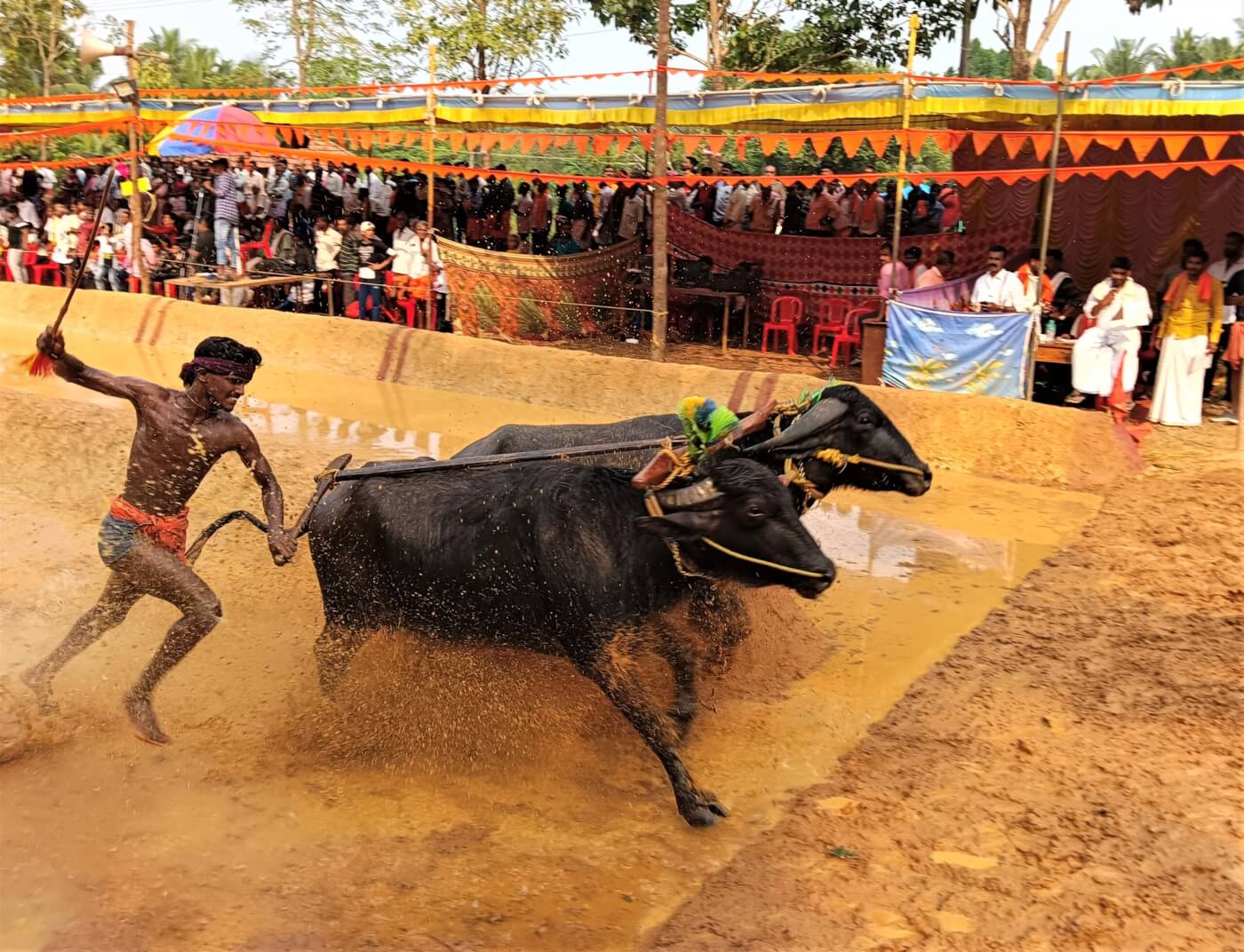 Following Bengaluru, No Kambala Event to be Held Near Pilikula Zoo Until High Court of Karnataka Considers PETA India’s Objections.