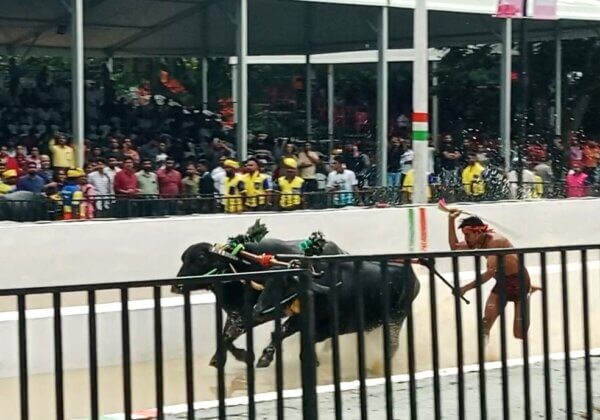 No Kambala in Bengaluru Until PETA India’s Objections Are Heard, Says High Court of Karnataka