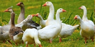 Big Victory for Birds! H&M Bans All New Duck and Geese Down Following Push From PETA Entities