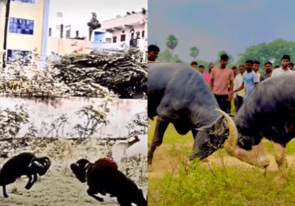 FIR Registered Over Illegal Ram and Bull Fighting in Rachakonda, Following PETA India Complaint