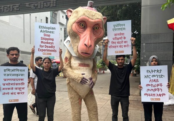 Mumbai: Giant Laboratory Victim ‘Monkey’ Confronts Ethiopian Airlines Over Cruel Shipments