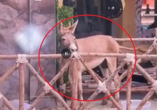 ‘Bigg Boss’ Frees Donkey Max After Hearing from PETA India, Others