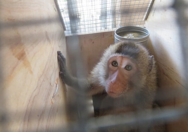 Tell Ethiopian Airlines to Stop Shipping Monkeys to Their Deaths in US Laboratories