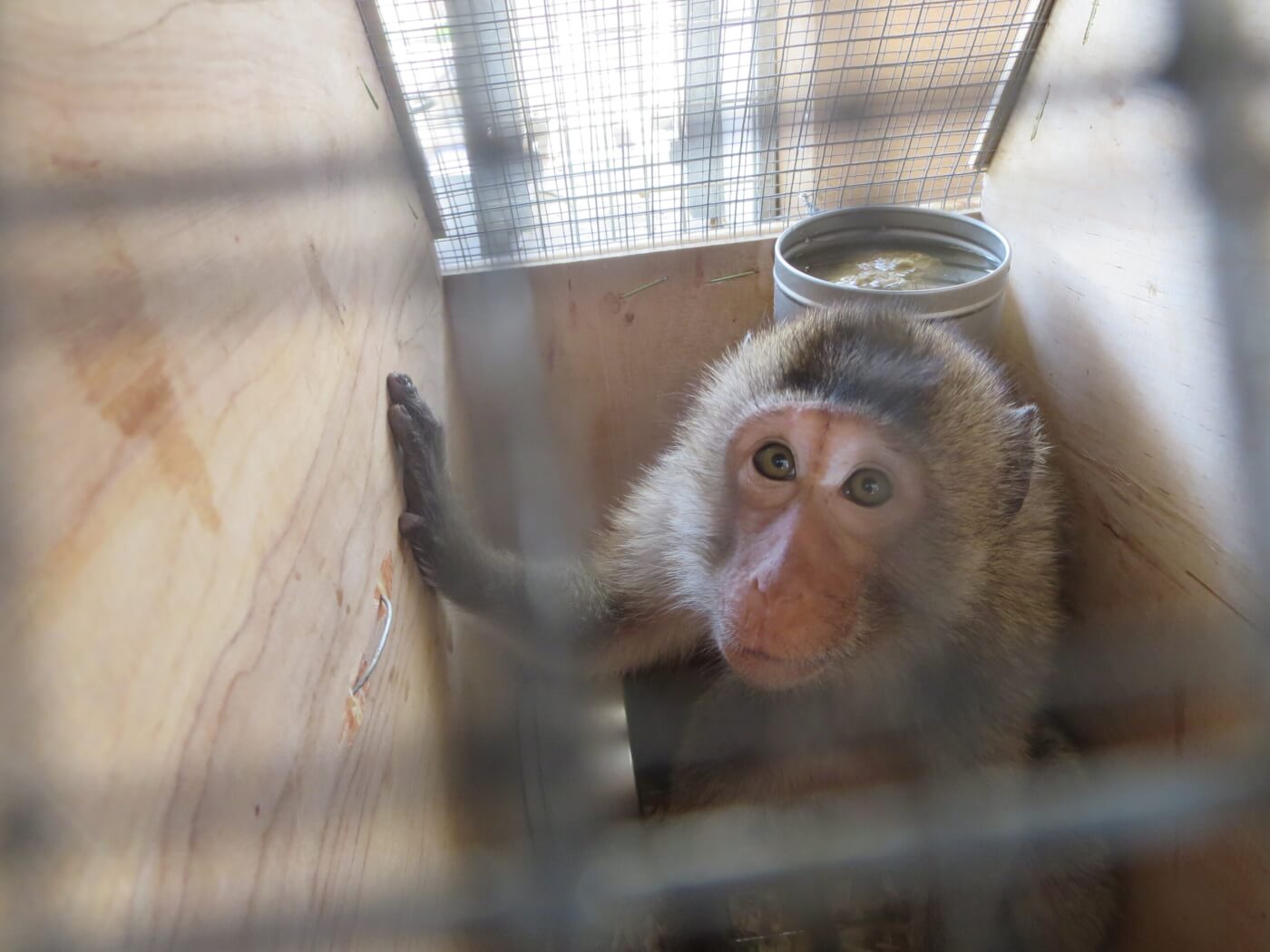 Tell Ethiopian Airlines to Stop Shipping Monkeys to Their Deaths in US Laboratories