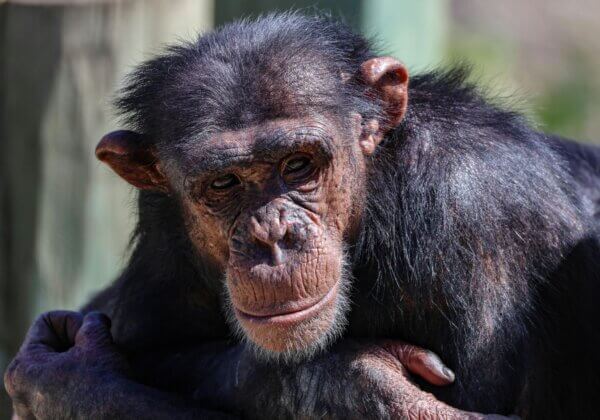 No Spoilers: You Must See ‘Chimp Crazy’ for Yourself!