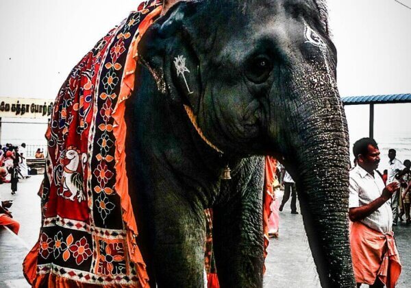 PETA India Offers Gift of Mechanical Elephant to Replace Elephant Deivanai After the Killing of Two Men at Subramania Swamy Temple in Tiruchendur