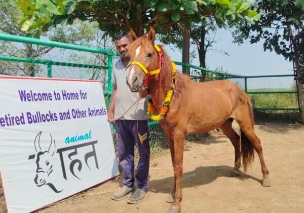 हाईवे पर अवैध दौड़ के लिए जबरन इस्तेमाल  किए जाने वाले छह घोड़ों की अंतरिम हिरासत PETA इंडिया को सौंपी गई।