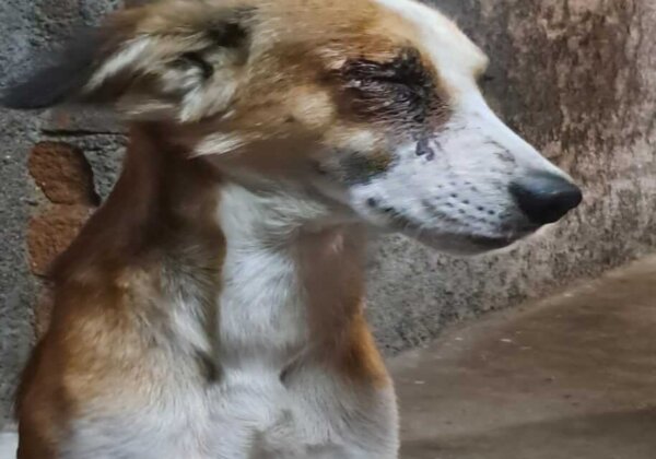 Ujjain Police Register FIR for Attack on Dog Causing Loss of an Eye, Following PETA India Intervention