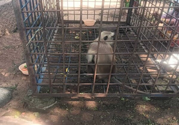 Karimnagar Forest Division Books Man for Caging a Hanuman Langur, Following PETA India Complaint