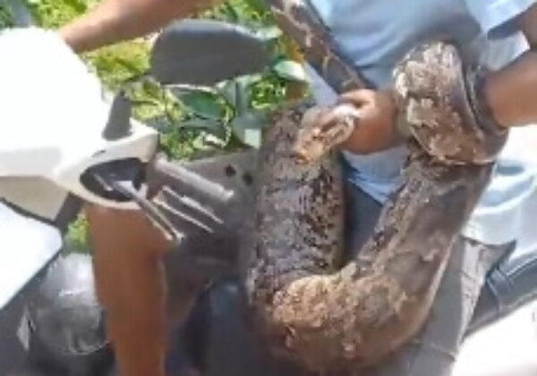 North Goa Forest Division Files Preliminary Offense Report Over Capture & Manhandling of Python, Following PETA India Complaint