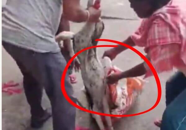 Bokaro Police Registers FIR After Viral Videos Show Dogs Stuffed in Sacks, Following PETA India Intervention