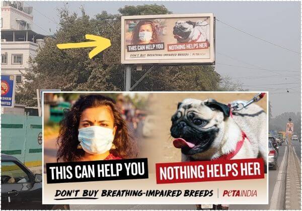 As Delhi Chokes, PETA India’s New Billboard Warns Against Buying Breathing-Impaired Dog Breeds