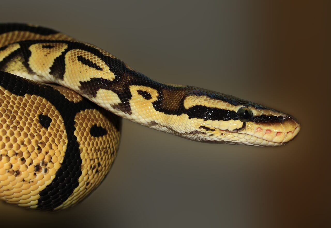 Noida: Two Booked for Abusing Indian Python Following PETA India’s Intervention