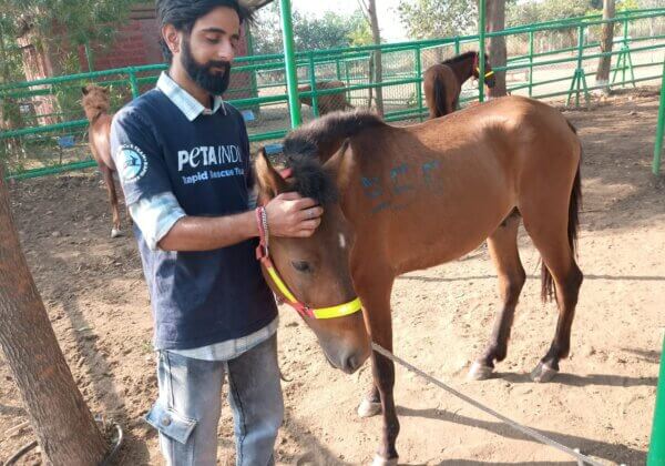 Twelve Horses Sent to Sanctuary for Interim Custody Following Illegal Racing Event in Mumbai, After PETA India Intervention